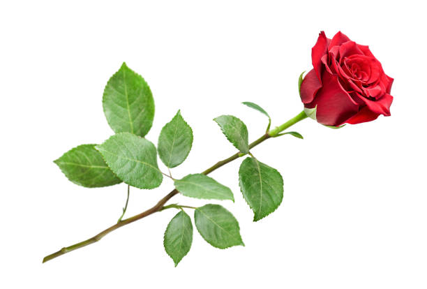 Roses à l'unité